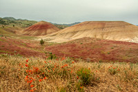Wildflowers in the Painted Hills