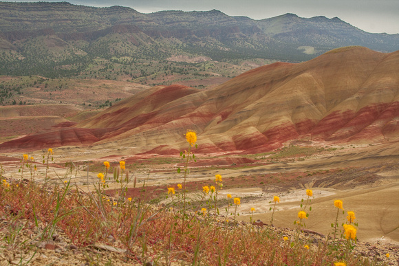 Golden Bee Flowers in the Painted Hills