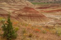 On the Trail to the Painted Hills Overlook