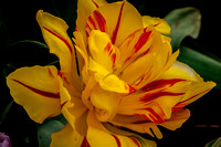 Yellow/Red Tulip