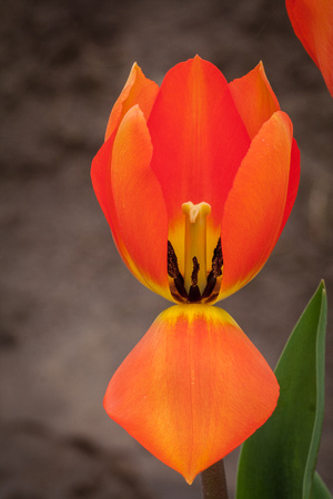 Red Tulip exposed