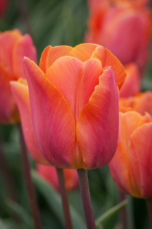 Pink/Orange Tulips