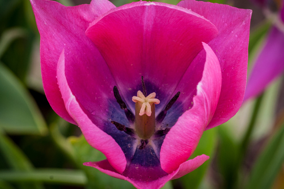 Pink/Blue Tulip
