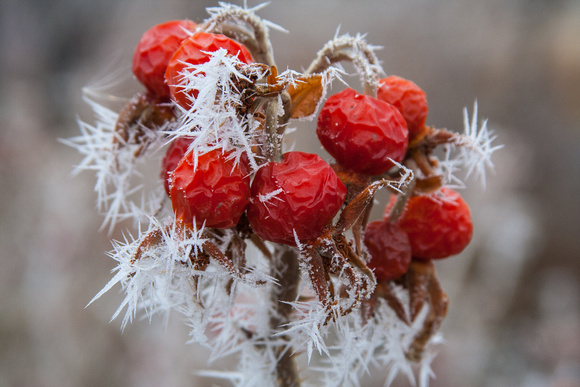 Rose Hips with Frost