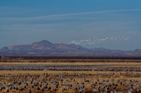 Snow Geese fly