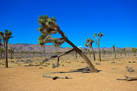 Joshua Tree National Park 2025