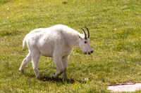 Mountain Goat in Glacier Park
