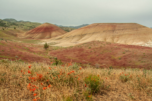 Wildflowers in the Painted Hills