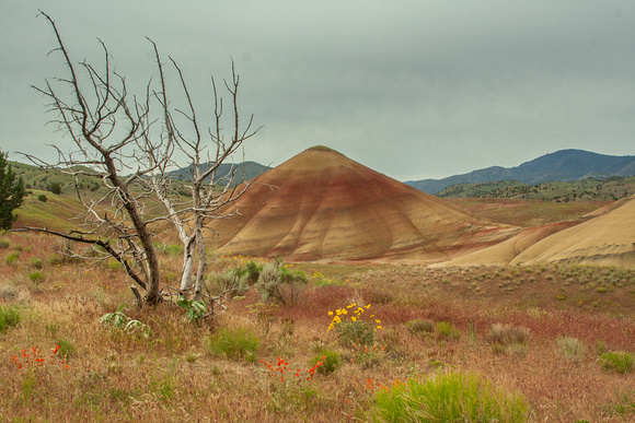 Painted Hills Striped Butte