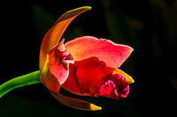 Red Orchid Unfolding