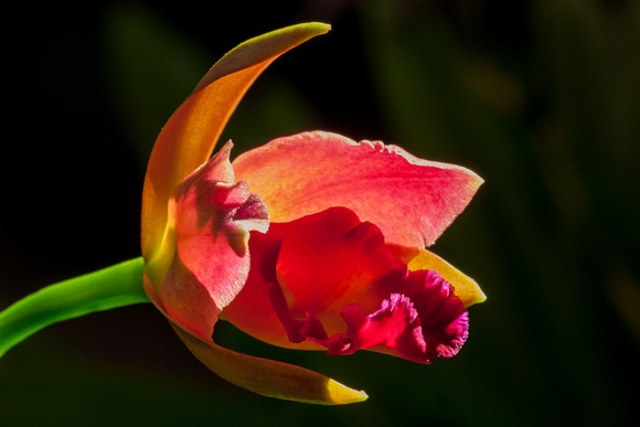 Red Orchid Unfolding