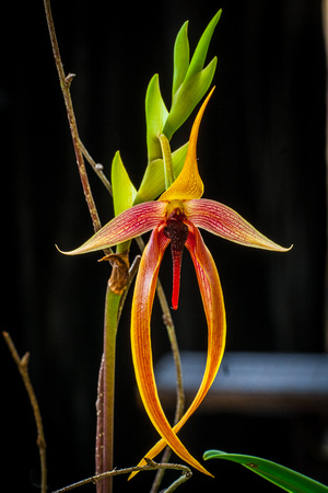 Yellow/Red Orchid