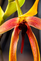 Yellow/Red Orchid macro