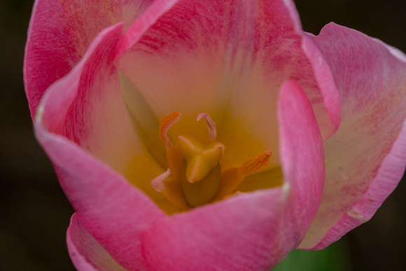 Pink White Tulip