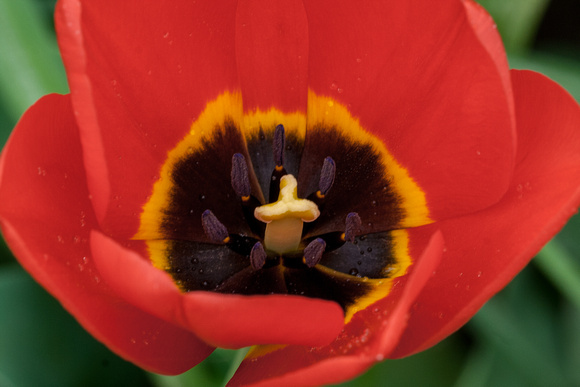 Red/Black Tulip