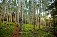 Flagstaff and vicinity